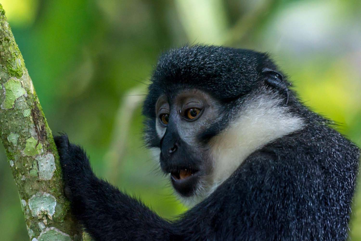 colobus monkey bwindi