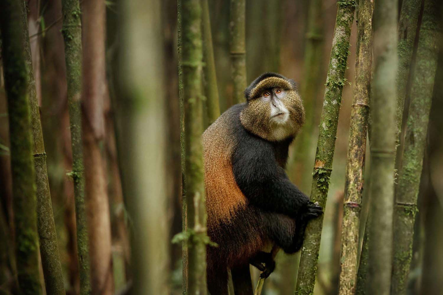 6-Day Rwanda Primate Safari – Chimpanzee & Golden Monkey Trekking Tour