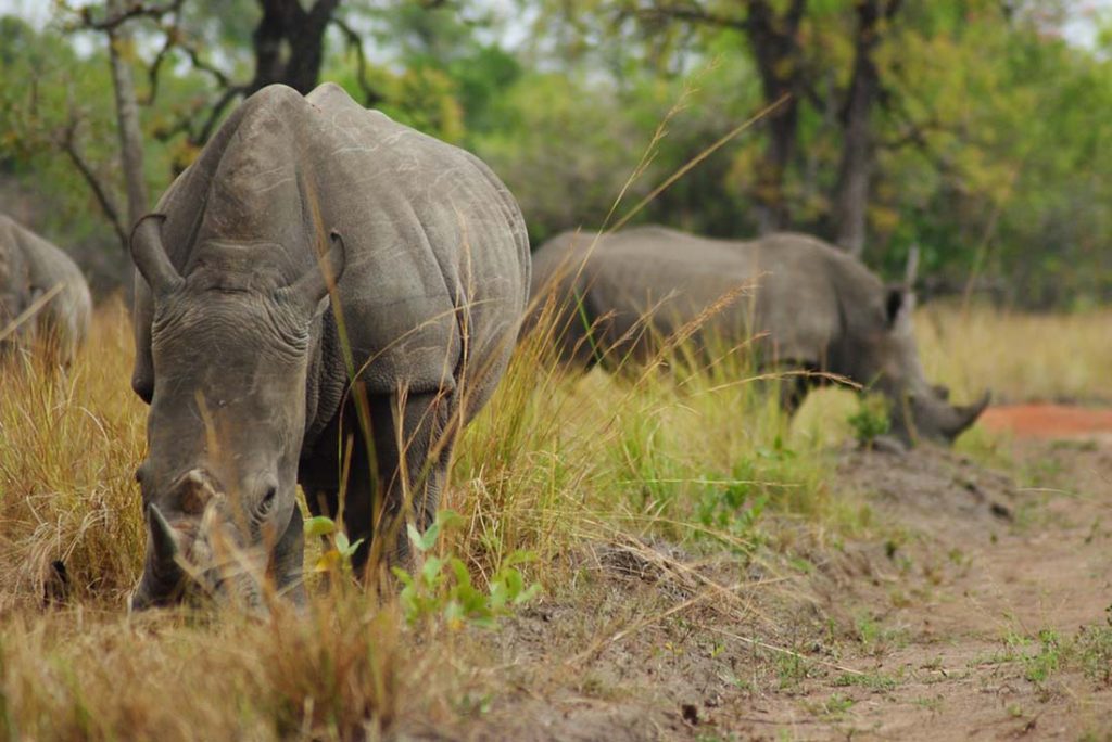 Laikipia — Private Conservancies, Black Rhinos, and Night Drives Without Crowds