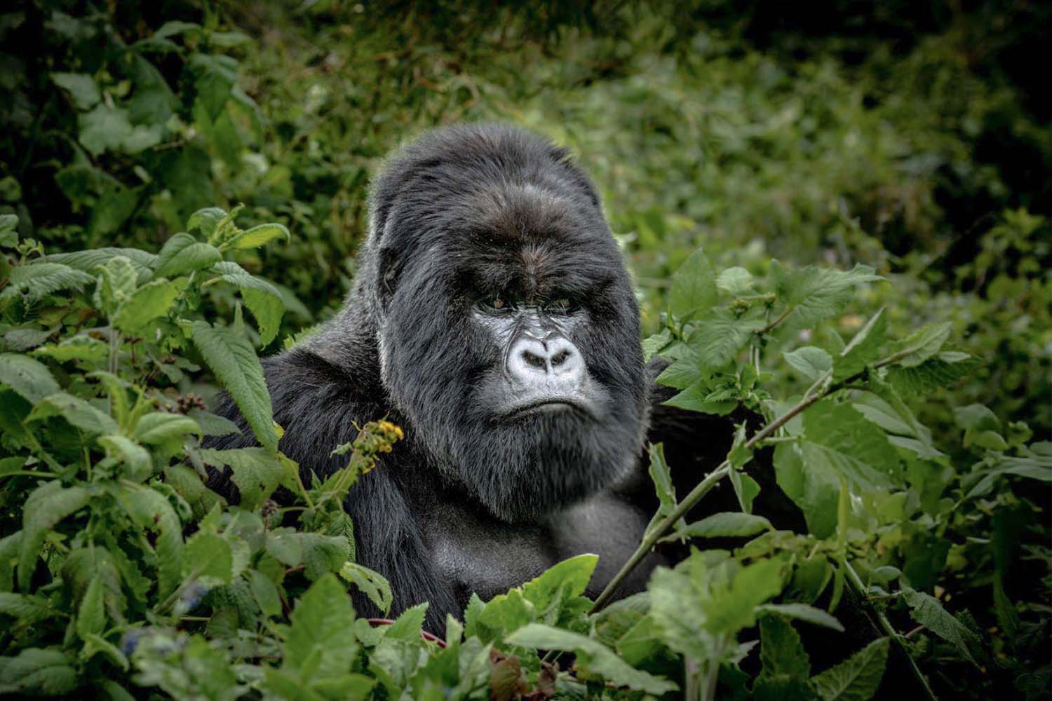 gorilla trekking in Rwanda - why visit Volcanoes national park