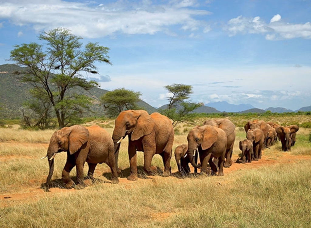 Samburu — Red Earth, Rare Species, and Culture-Led Safaris